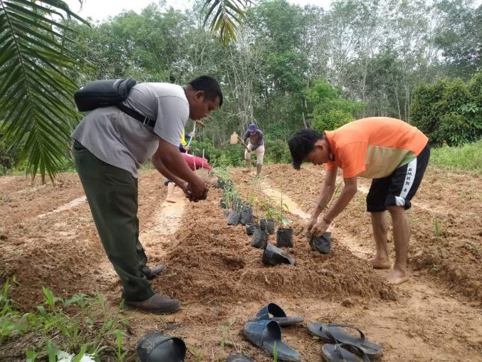 Pembibitan dan Penyemaian