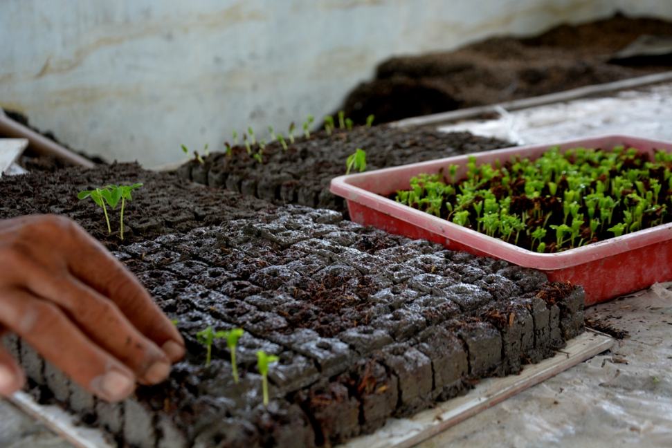 Pemindahan ke Media Tanam Cara Menanam Cabe yang Benar 