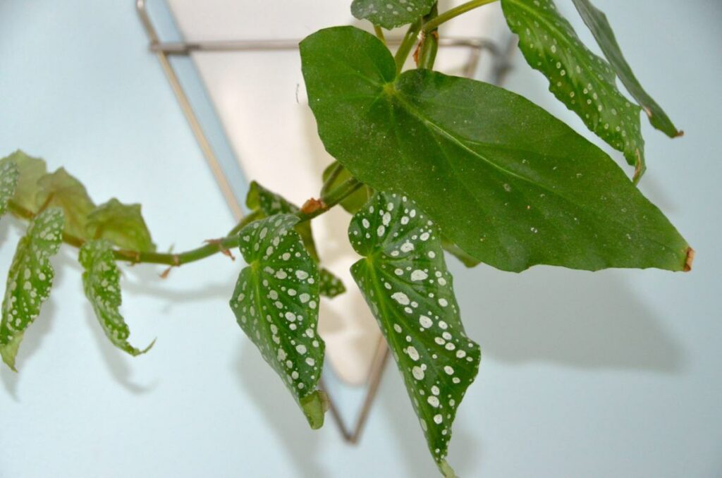 Thick Stemmed Begonia