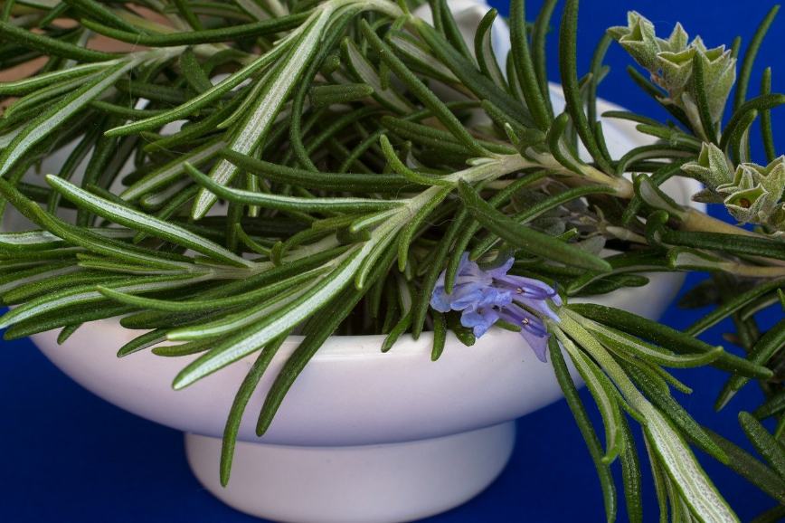 Tips Budidaya Rosemary