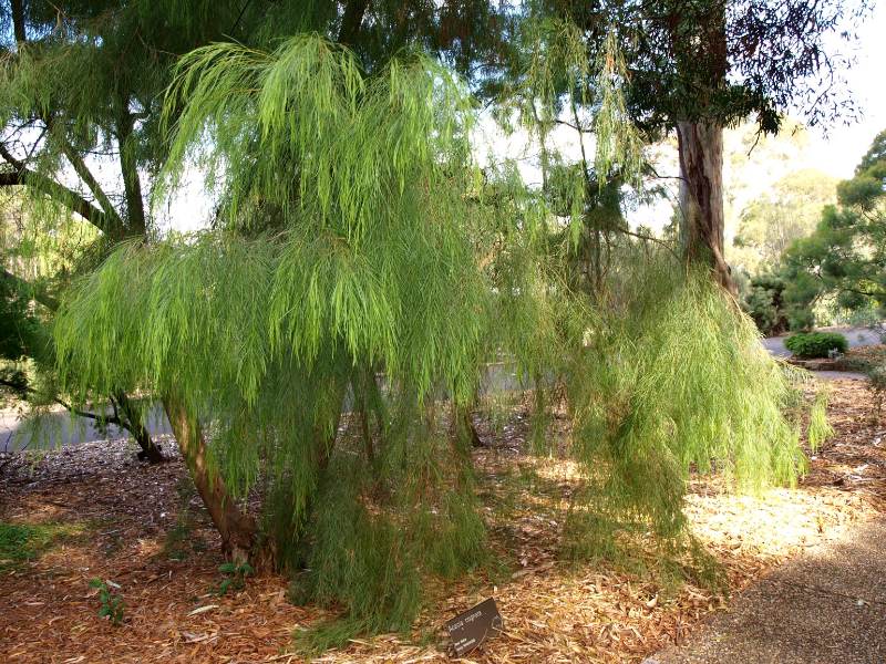 Acacia cognata