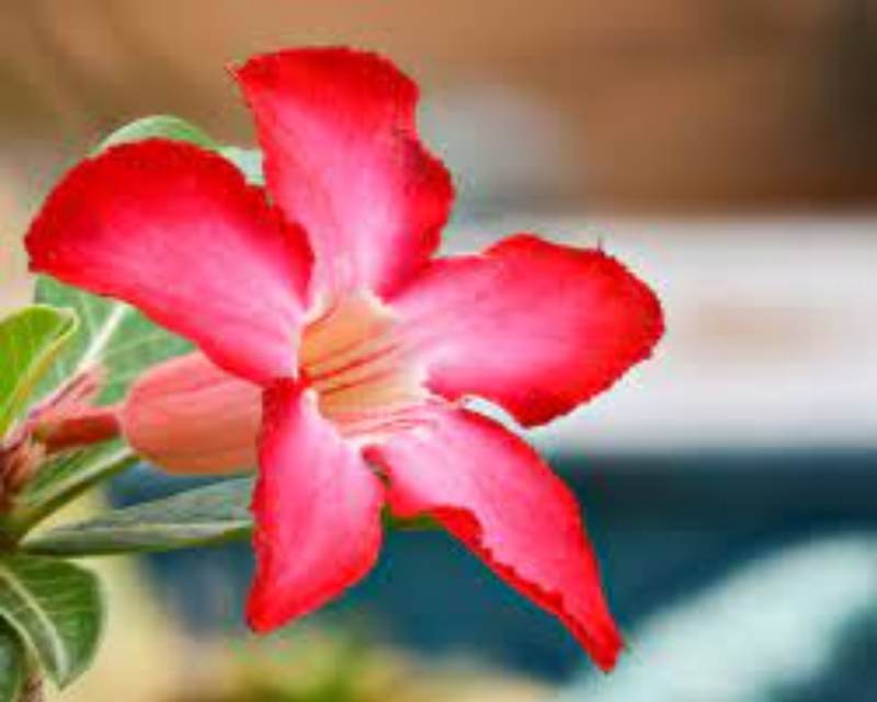 Adenium