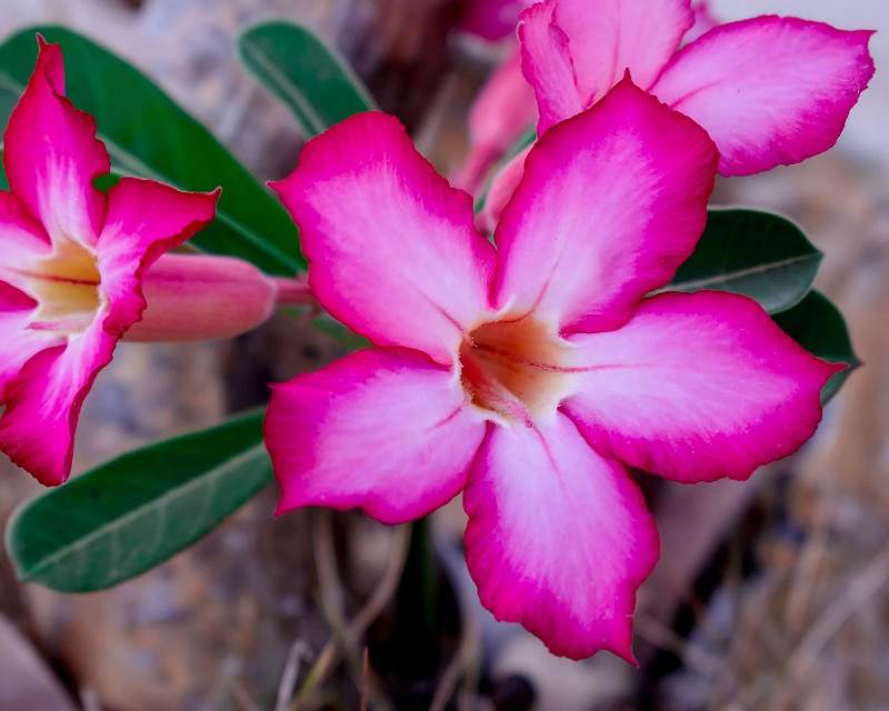 Adenium