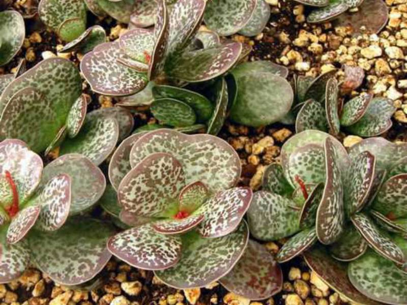 Adromischus Maculatus atau Calico Hearts