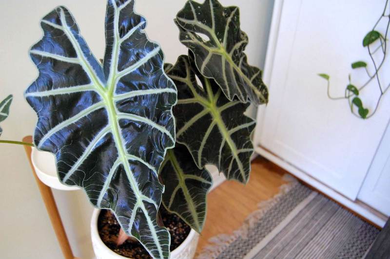 Alocasia