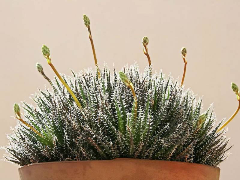 Aloe Haworthioides atau Haworthia-Leaved Aloe