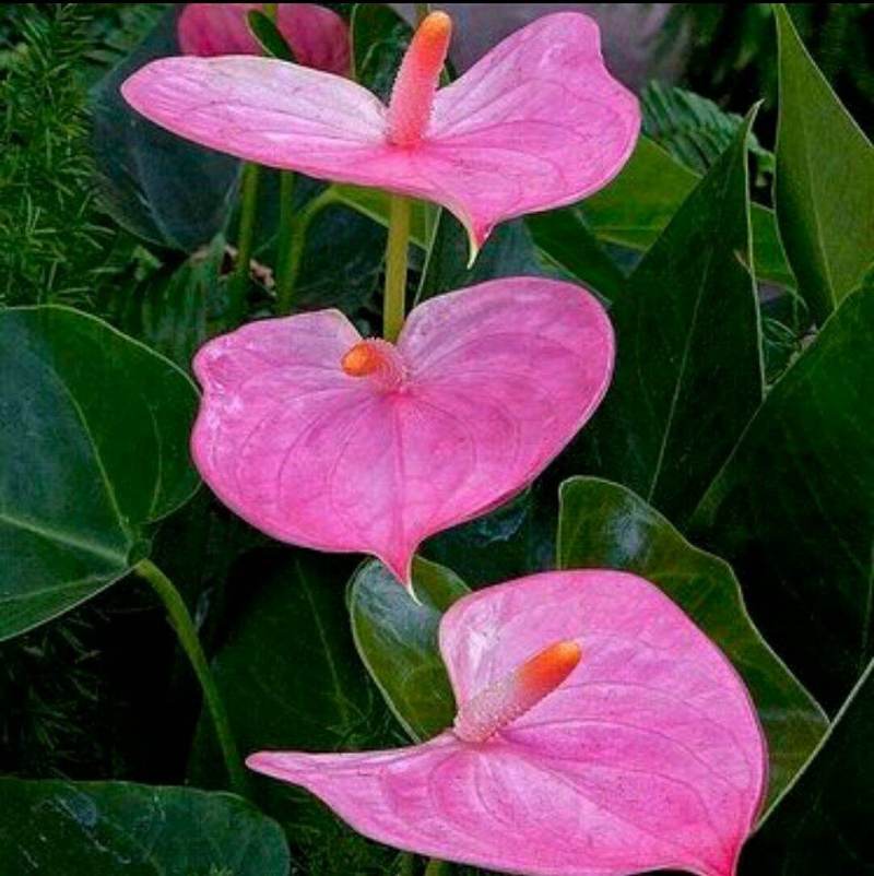 Anthurium Mickey Mouse Pink