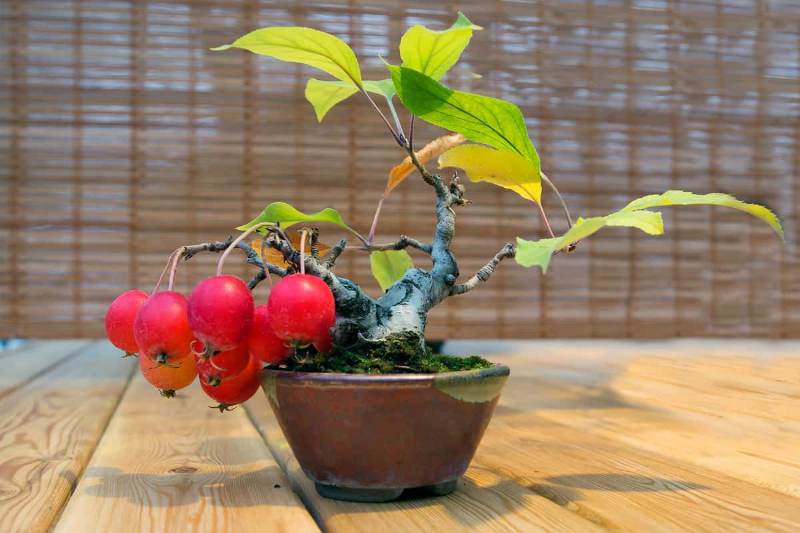 Apple Bonsai Tree