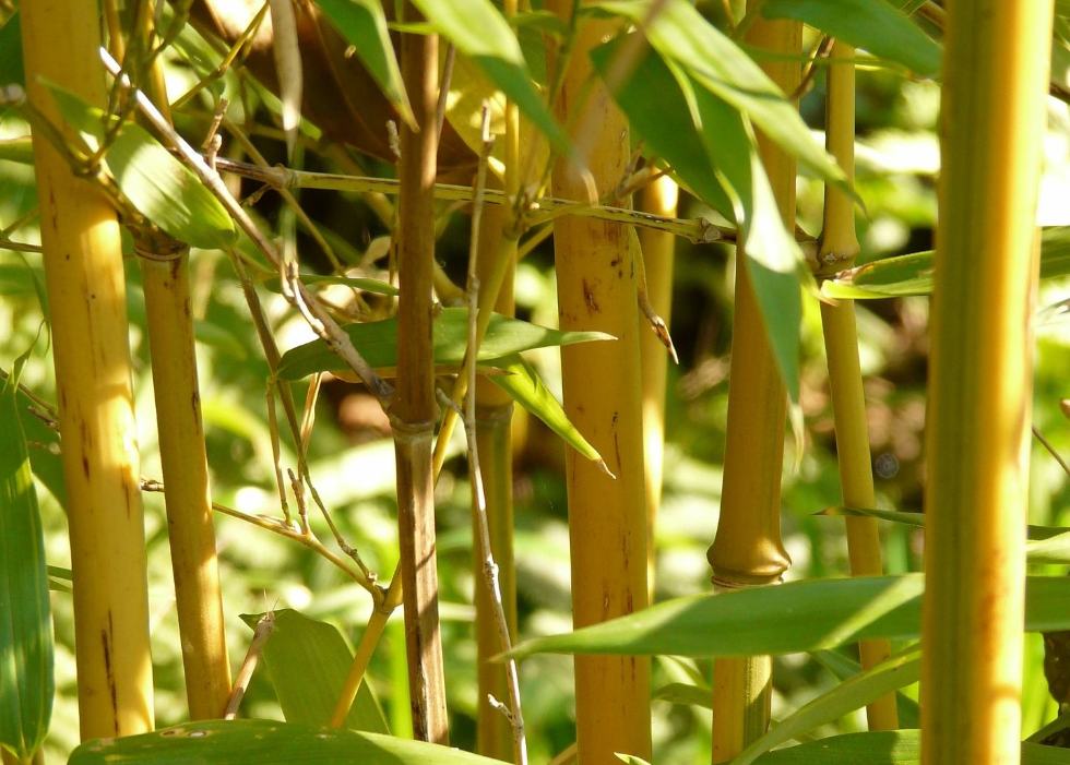 Bambu Kuning