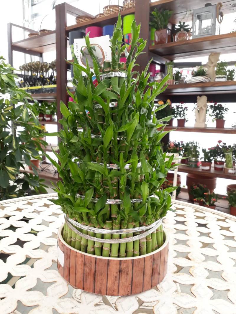 Bambu Rejeki