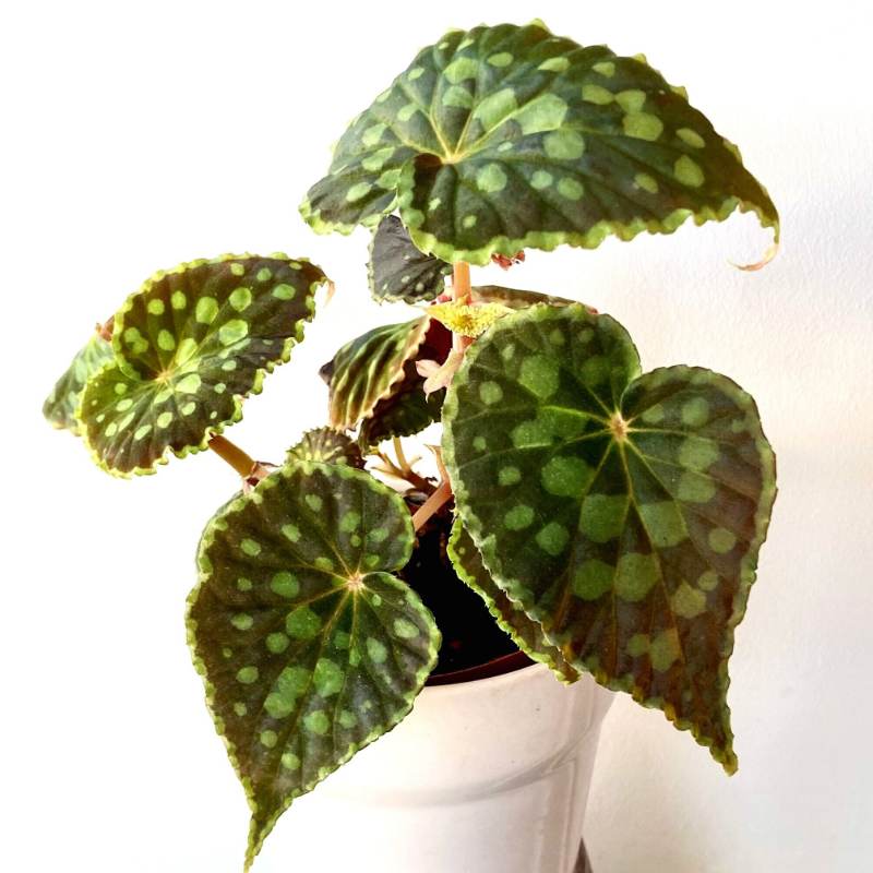 Begonia chlorosticta