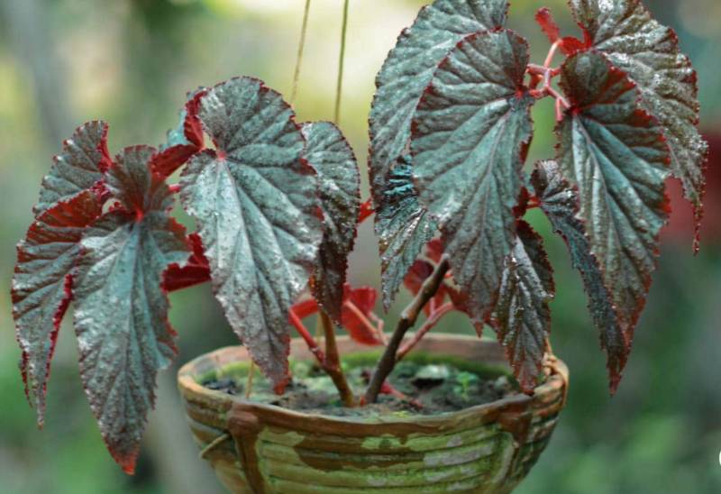 Begonia