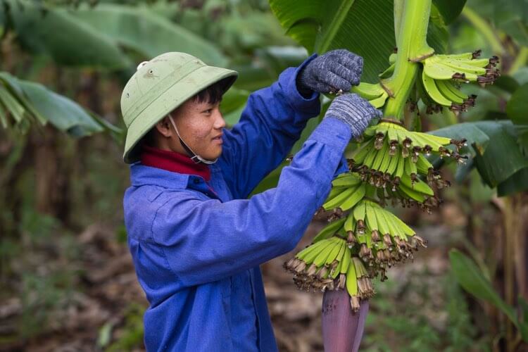 Bersihkan Gulma dan Daun Kering