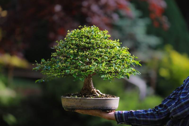 Bonsai Beringin