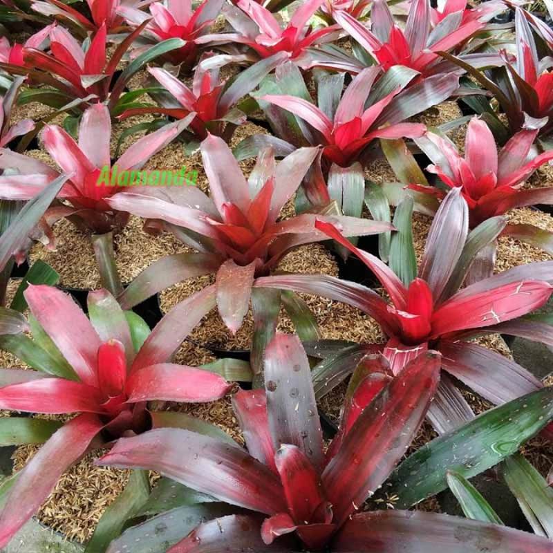 Bromelia