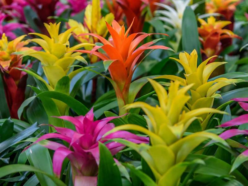 Bromeliad