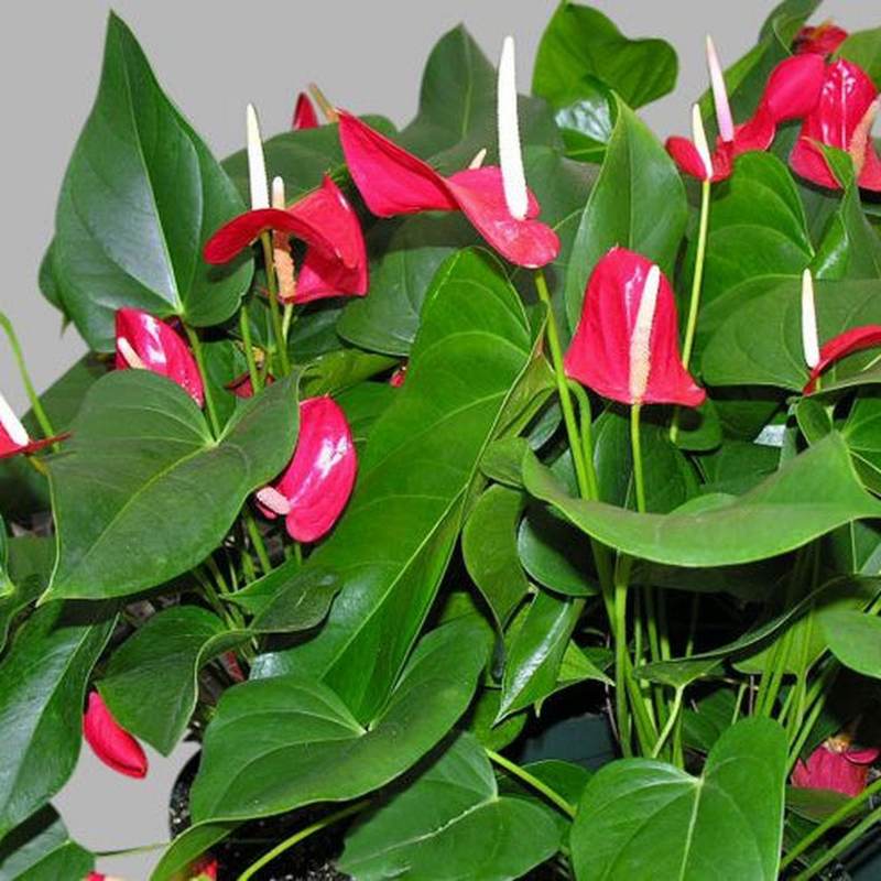 Bunga Anthurium