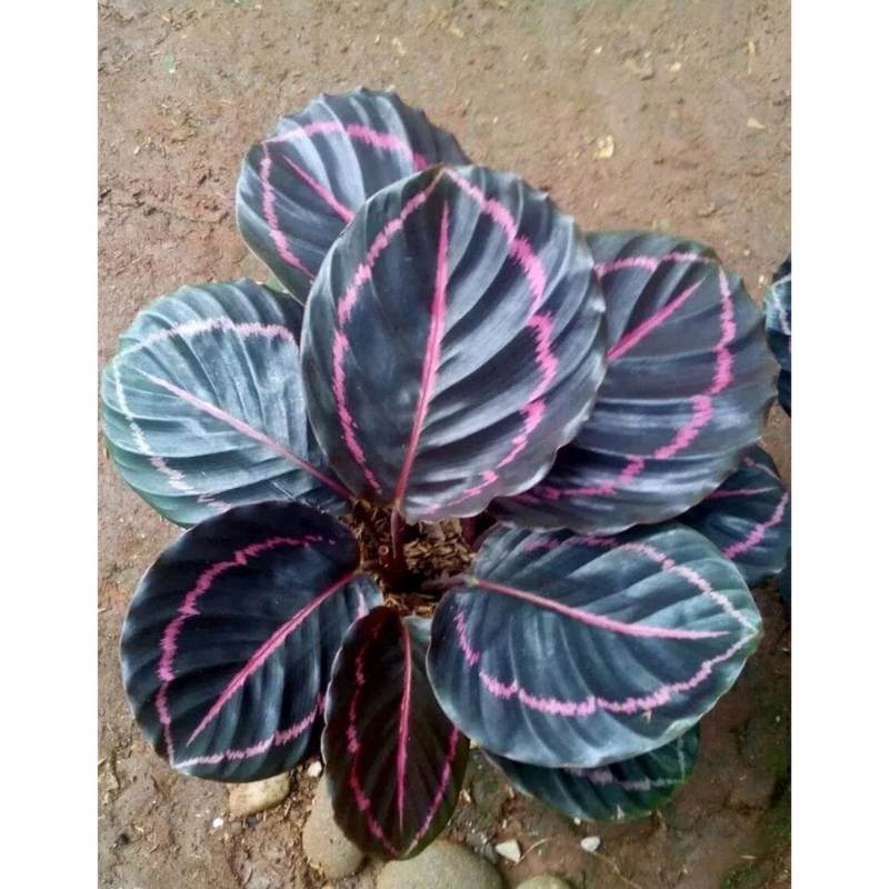 Calathea Black Lipstick