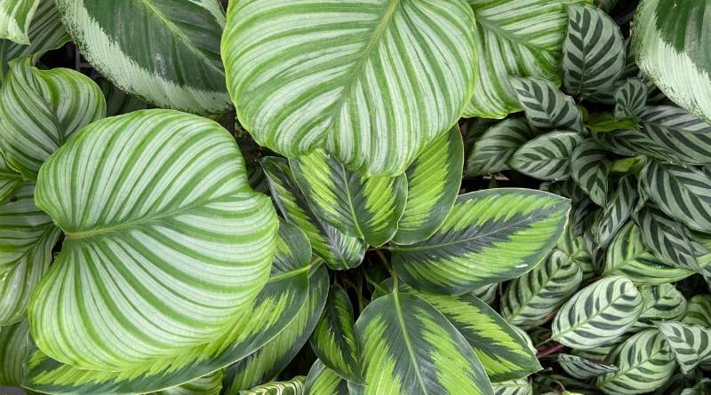 Calathea