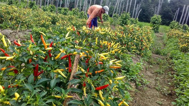 Cara Memanen Cabe Rawit