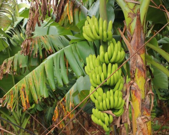 Cara Merawat Pohon Pisang Agar Cepat Berbuah Lebat