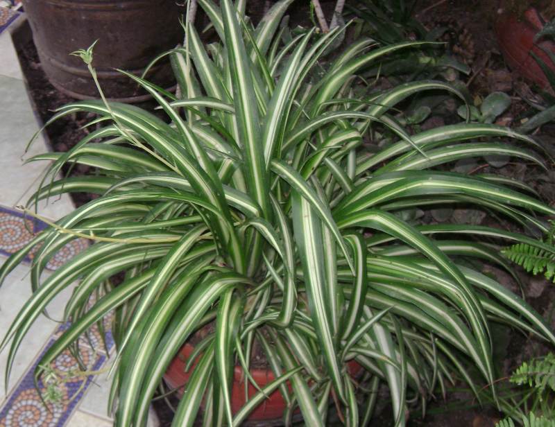 Chlorophytum Comosum Vittatum