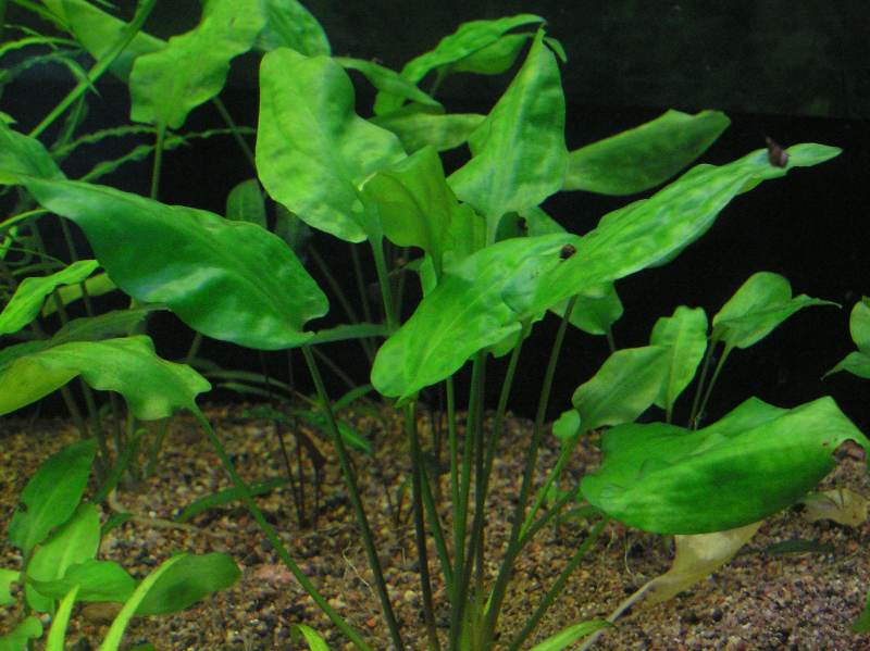 Cryptocoryne Pontederiifolia