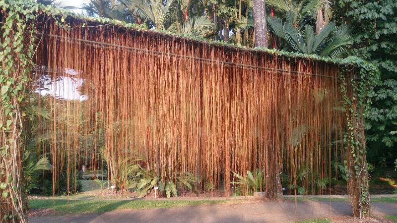 Curtain Ivy