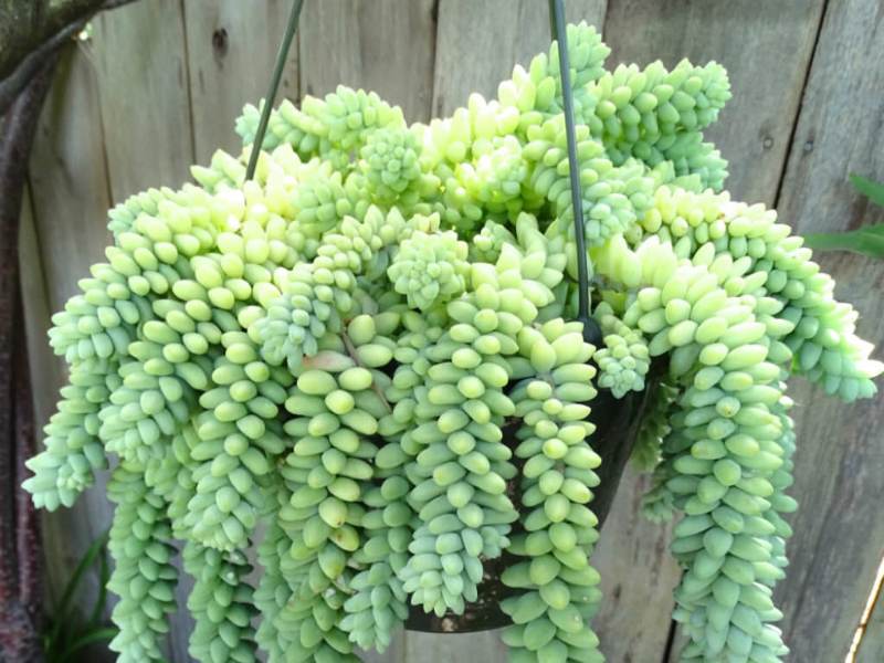 Donkey Tail atau Burro’s Tail