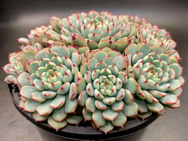 Echeveria Minima