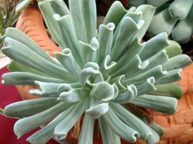 Echeveria Runyonii atau Topsy Turvy