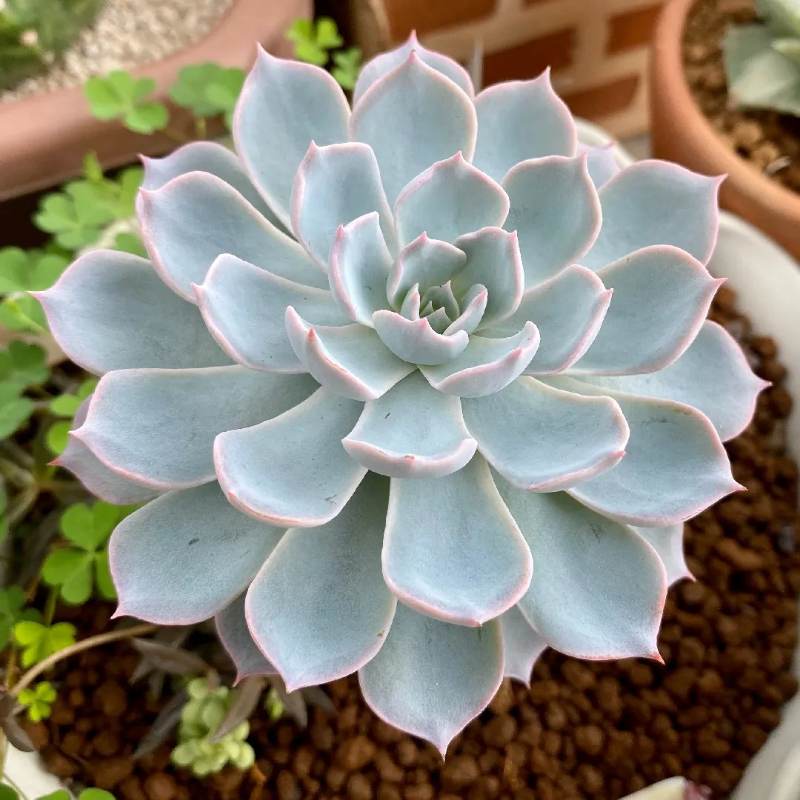 Echeveria