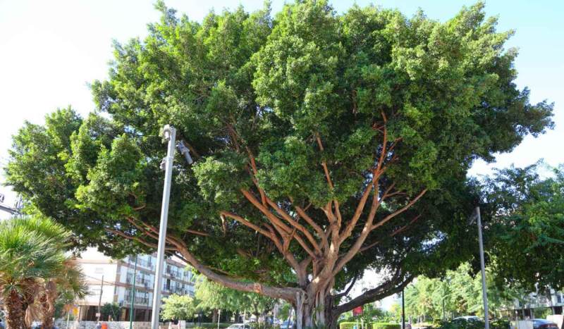 Ficus microcarpa