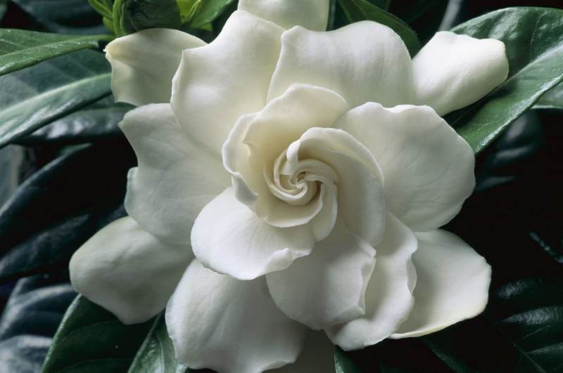 Gardenia