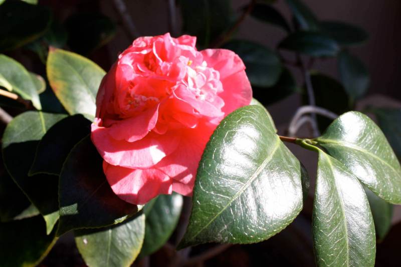 Gardenia Merah