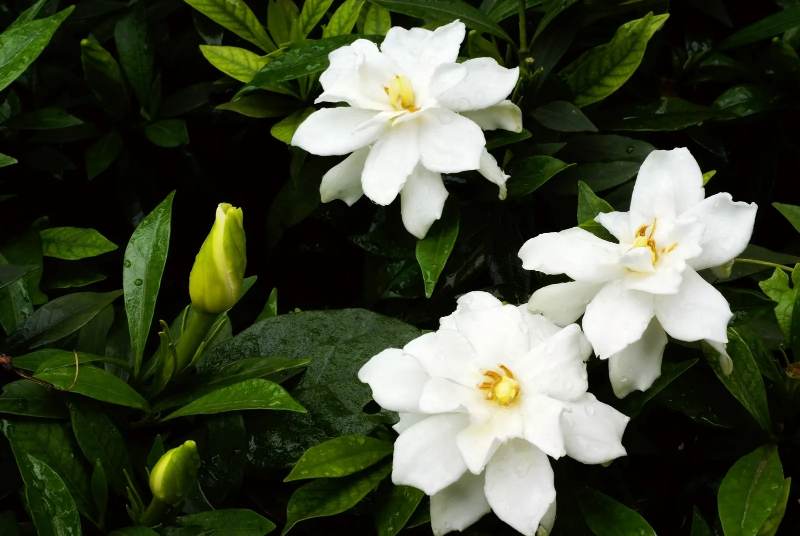 Gardenia