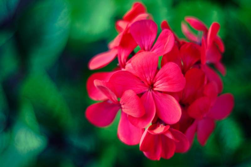 Geranium