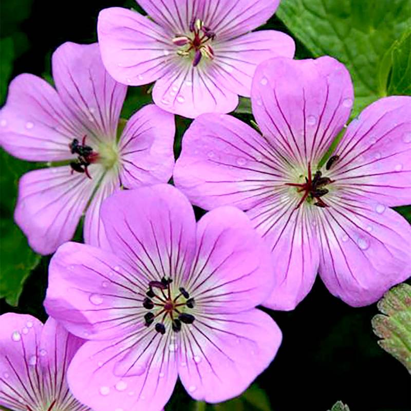 Geranium