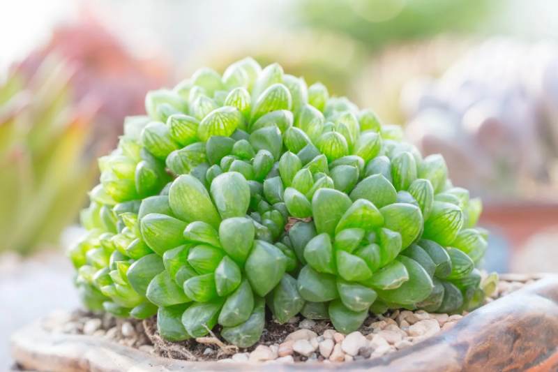 Haworthia Cooperi