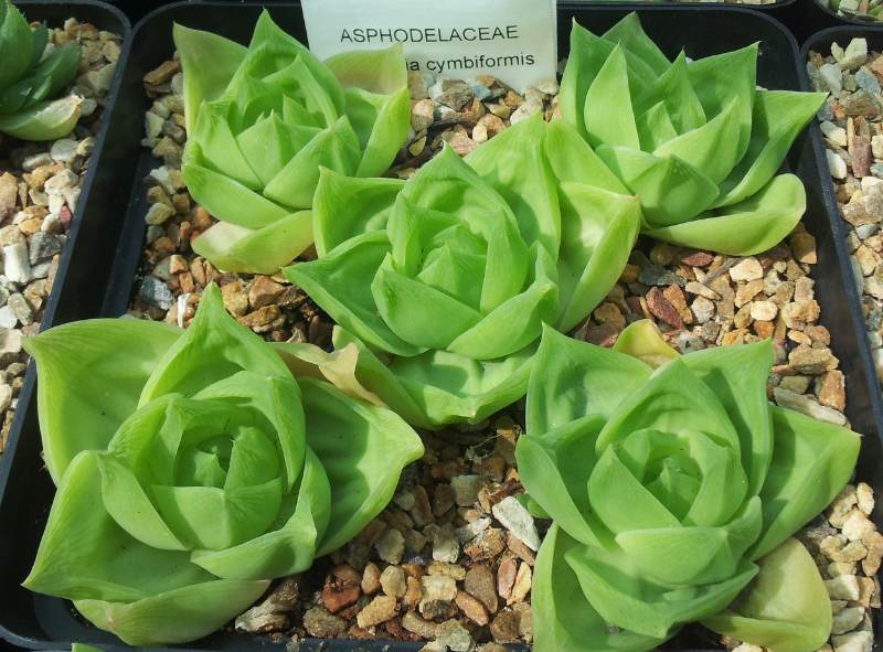 Haworthia Cymbiformis