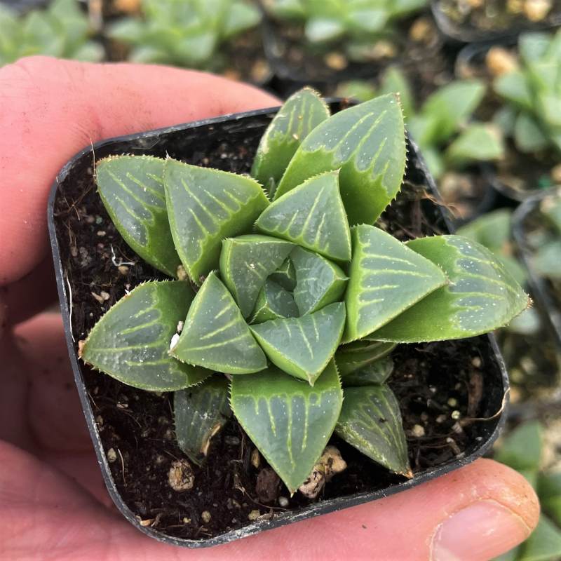 Haworthia Retusa