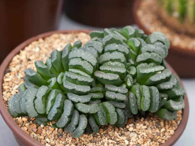 Haworthia Truncata