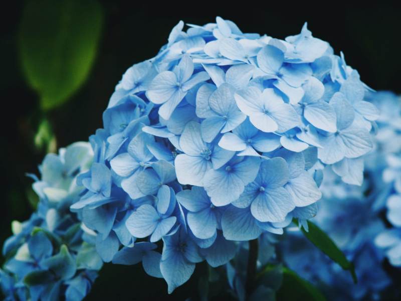 Hortensia