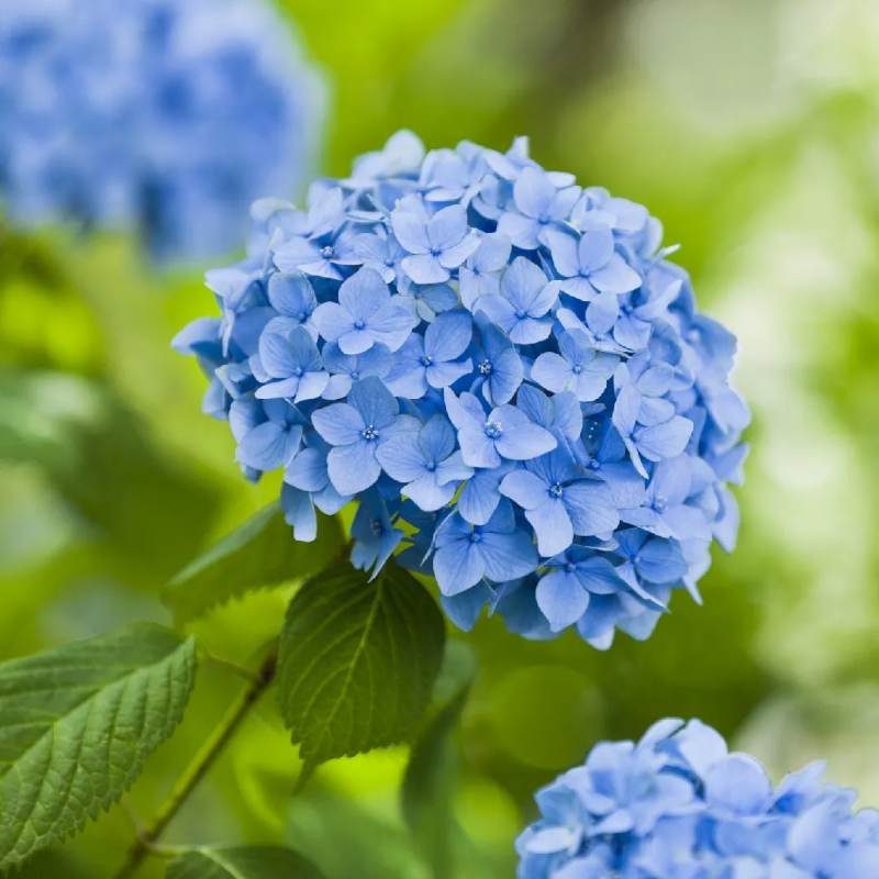 Hydrangea