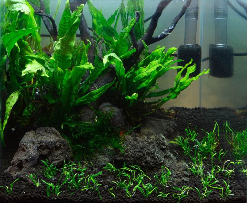 Java Fern