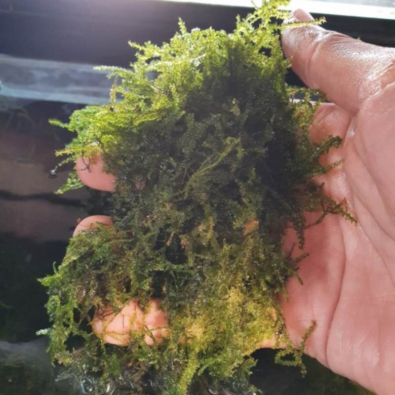 Java Moss