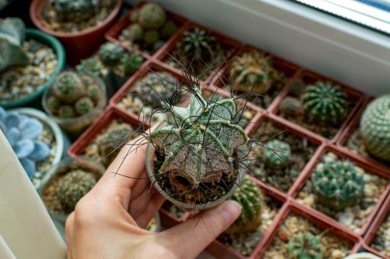Kaktus Astrophytum