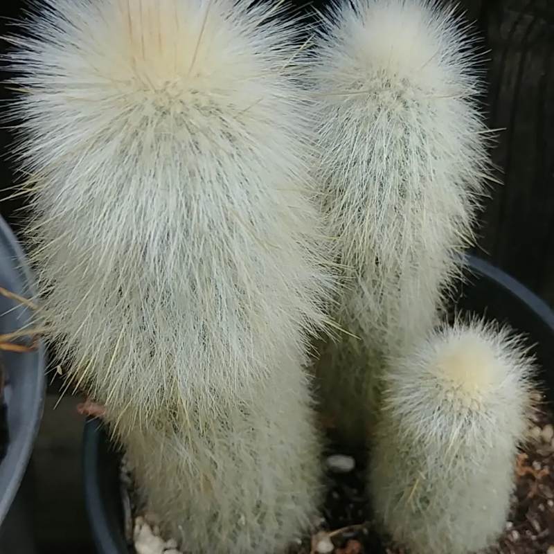 Kaktus Cephalocereus Senilis