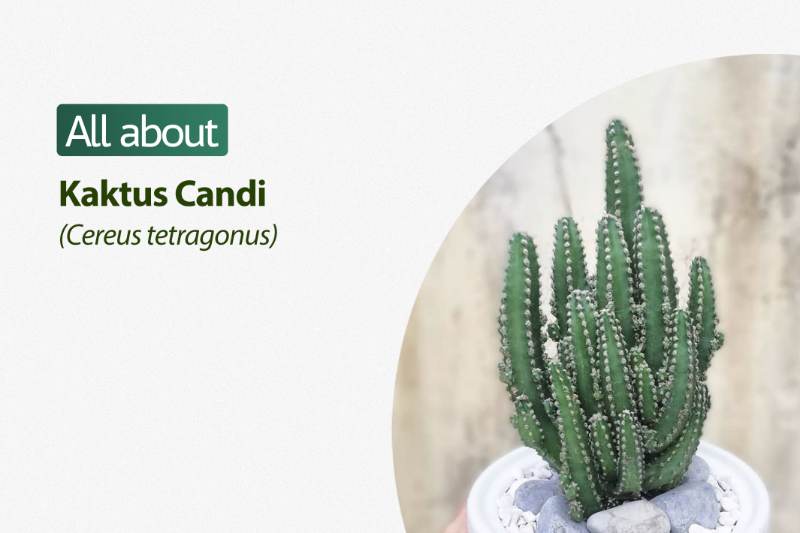 Kaktus Cereus Tetragonus