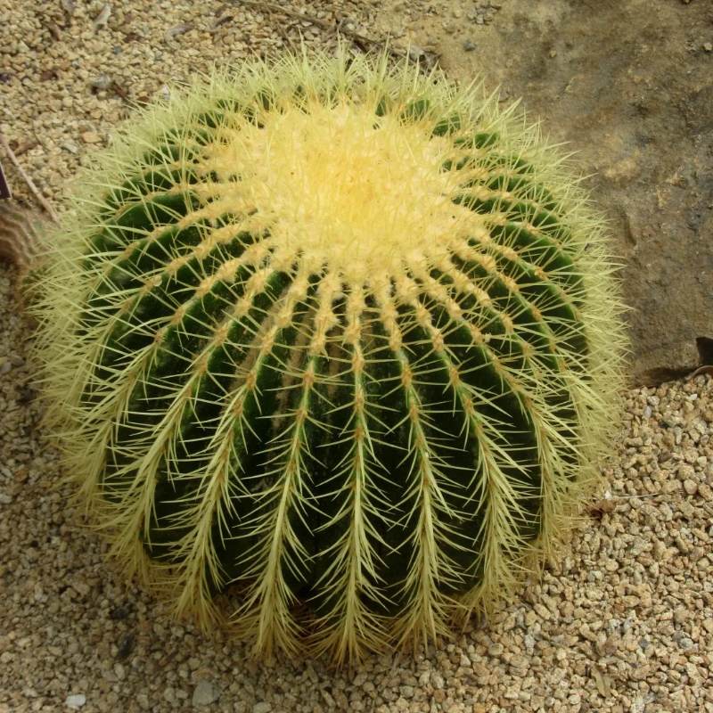 Kaktus Echinocactus Grusonii